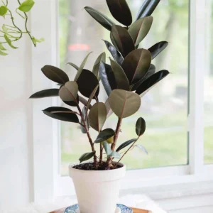rubber plant