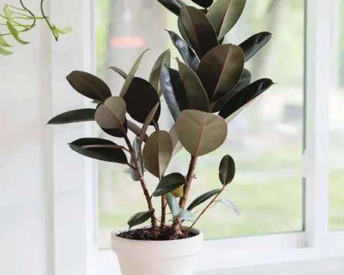 rubber plant
