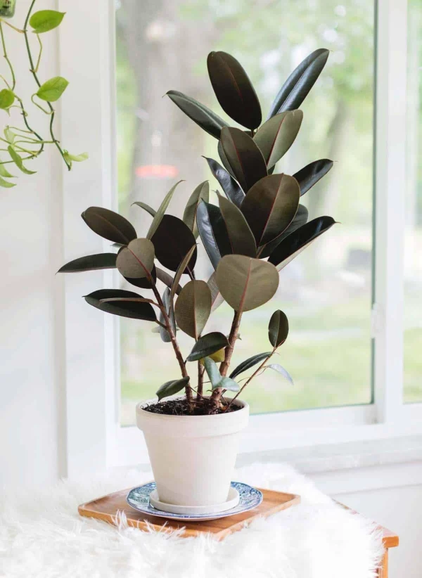 rubber plant
