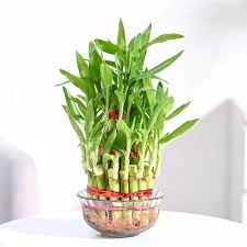 Bamboo plant