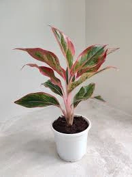 aralia plant