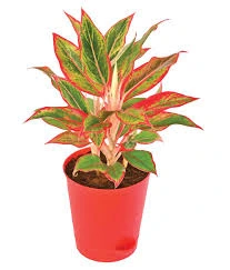aglanema lipstick plant
